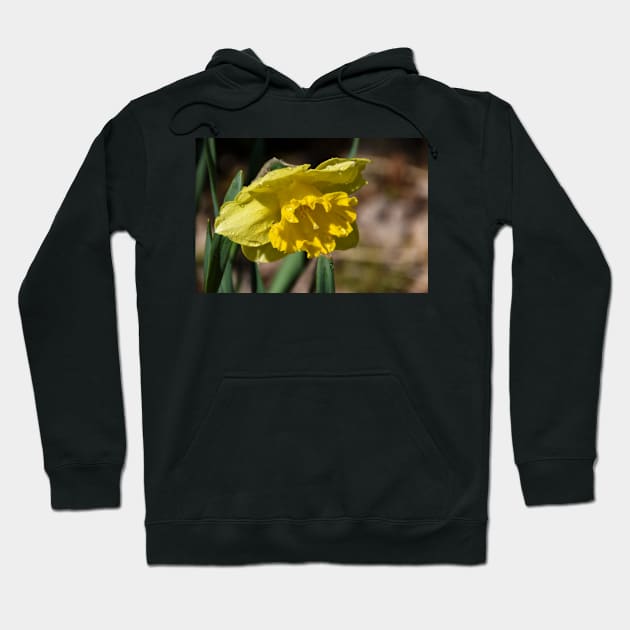 Bright yellow spring time daffodil Hoodie by Steves-Pics